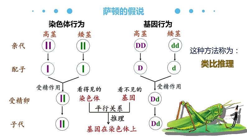 2.2 基因在染色体上 课件【新教材】2020-2021学年高一生物人教版（2019）必修二第6页