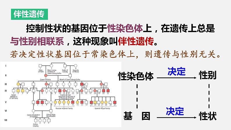 2.3 伴性遗传 课件【新教材】2020-2021学年高一生物人教版（2019）必修二第4页