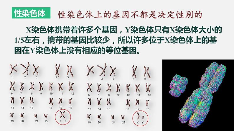 2.3 伴性遗传 课件【新教材】2020-2021学年高一生物人教版（2019）必修二第7页