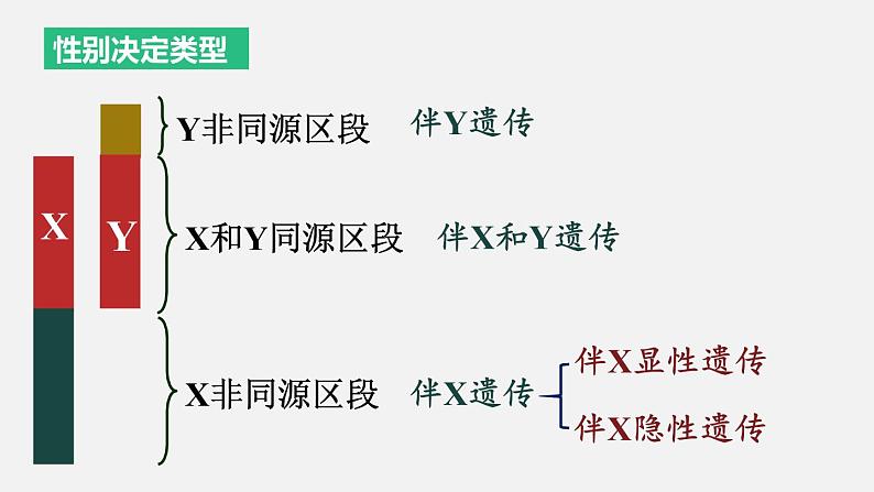 2.3 伴性遗传 课件【新教材】2020-2021学年高一生物人教版（2019）必修二第8页