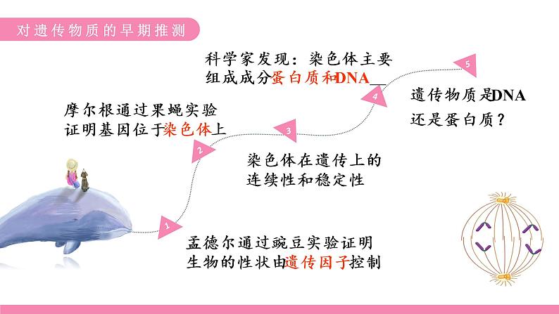 3.1 DNA是主要的遗传物质 课件【新教材】2020-2021学年高一生物人教版（2019）必修二第5页