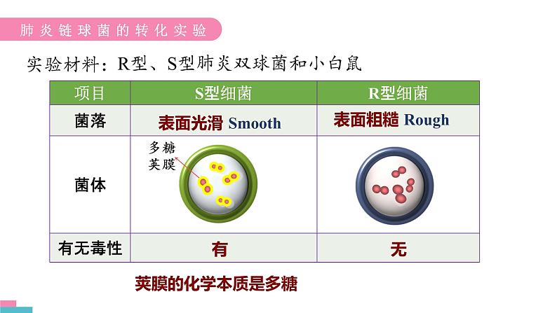 3.1 DNA是主要的遗传物质 课件【新教材】2020-2021学年高一生物人教版（2019）必修二第8页