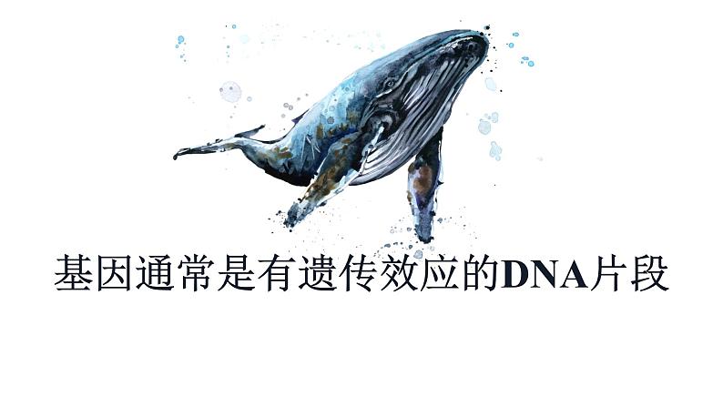 3.4 基因通常是有遗传效应的DNA片段 课件【新教材】2020-2021学年高一生物人教版（2019）必修二01