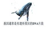 3.4 基因通常是有遗传效应的DNA片段 课件【新教材】2020-2021学年高一生物人教版（2019）必修二