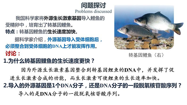 3.4 基因通常是有遗传效应的DNA片段 课件【新教材】2020-2021学年高一生物人教版（2019）必修二02