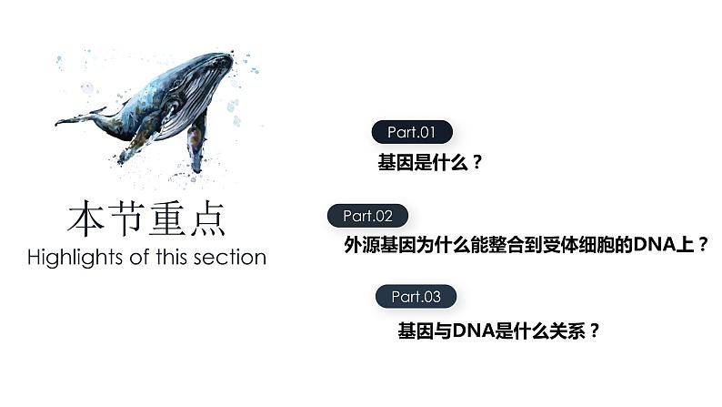 3.4 基因通常是有遗传效应的DNA片段 课件【新教材】2020-2021学年高一生物人教版（2019）必修二03