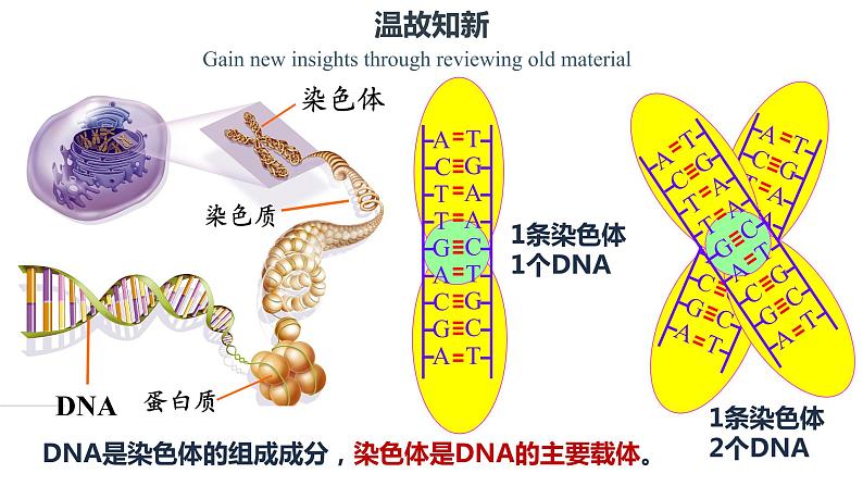 3.4 基因通常是有遗传效应的DNA片段 课件【新教材】2020-2021学年高一生物人教版（2019）必修二04