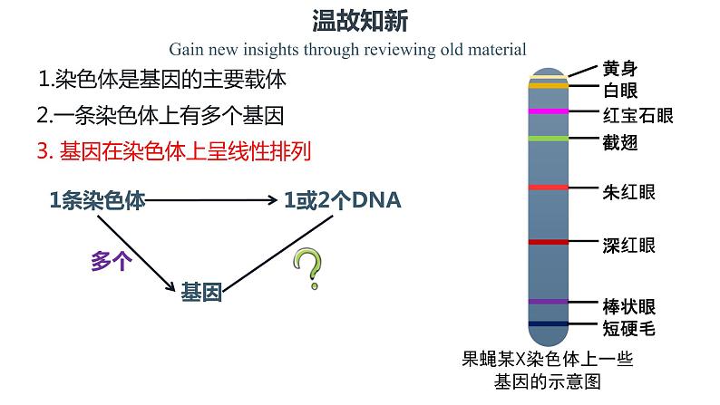 3.4 基因通常是有遗传效应的DNA片段 课件【新教材】2020-2021学年高一生物人教版（2019）必修二05