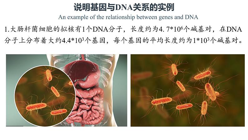 3.4 基因通常是有遗传效应的DNA片段 课件【新教材】2020-2021学年高一生物人教版（2019）必修二06