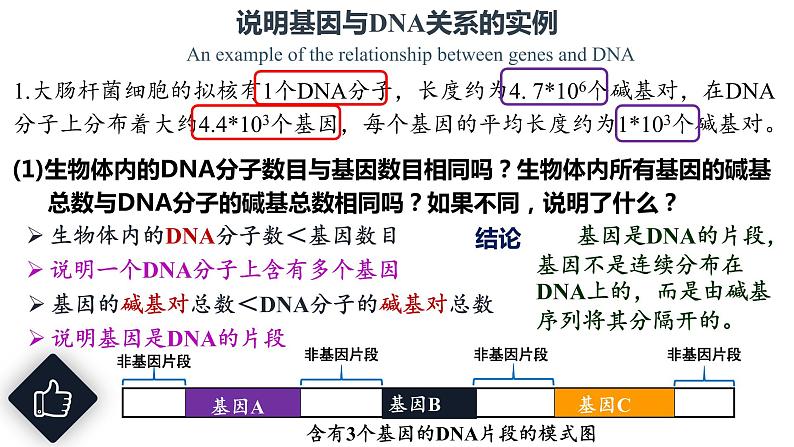 3.4 基因通常是有遗传效应的DNA片段 课件【新教材】2020-2021学年高一生物人教版（2019）必修二07