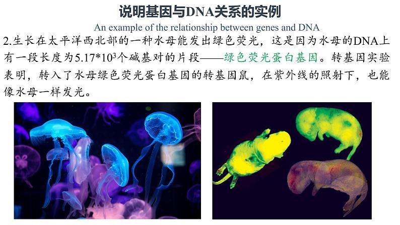 3.4 基因通常是有遗传效应的DNA片段 课件【新教材】2020-2021学年高一生物人教版（2019）必修二08