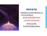3.2 DNA的结构 课件【新教材】2020-2021学年高一生物人教版（2019）必修二