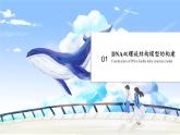 3.2 DNA的结构 课件【新教材】2020-2021学年高一生物人教版（2019）必修二