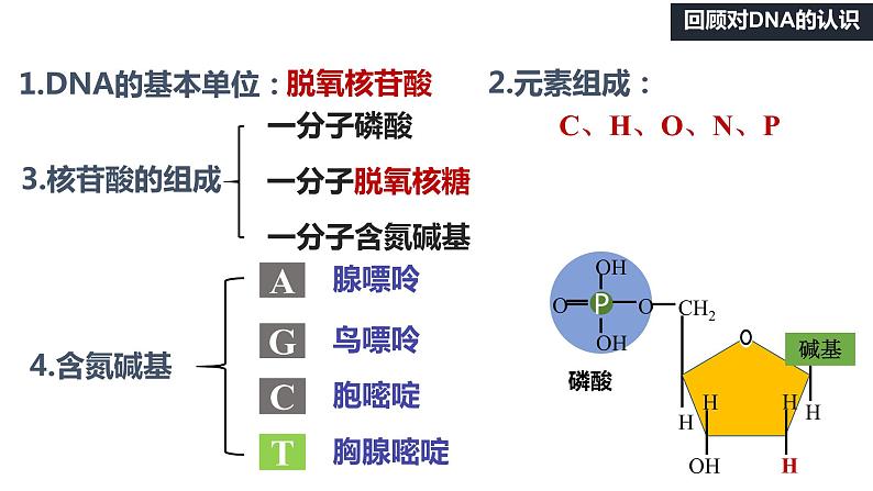 3.2 DNA的结构 课件【新教材】2020-2021学年高一生物人教版（2019）必修二05