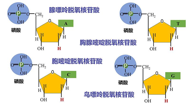 3.2 DNA的结构 课件【新教材】2020-2021学年高一生物人教版（2019）必修二06