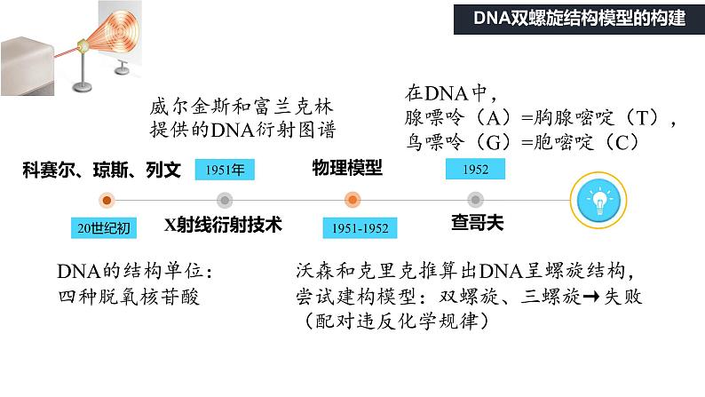 3.2 DNA的结构 课件【新教材】2020-2021学年高一生物人教版（2019）必修二07