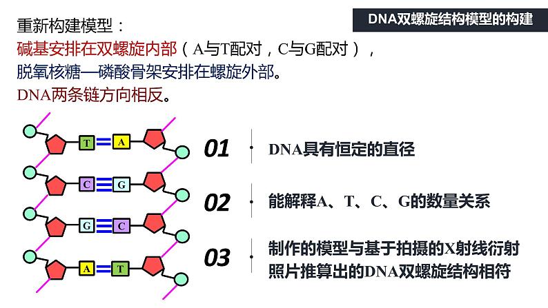 3.2 DNA的结构 课件【新教材】2020-2021学年高一生物人教版（2019）必修二08