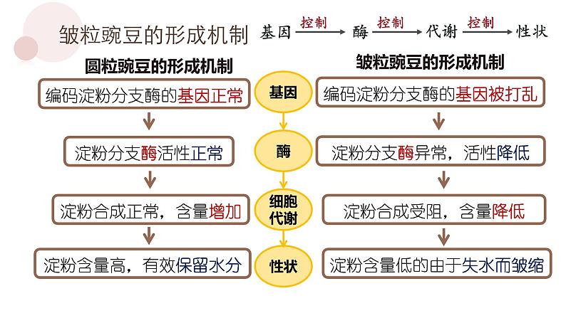 4.2 基因表达与性状的关系  课件【新教材】2020-2021学年高一生物人教版（2019）必修二第6页