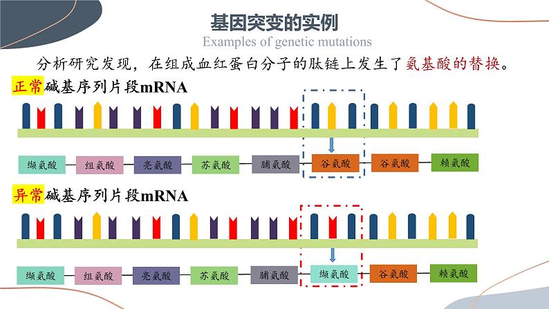 5.1 基因突变和基因重组  课件【新教材】2020-2021学年高一生物人教版（2019）必修二第5页