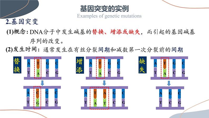 5.1 基因突变和基因重组  课件【新教材】2020-2021学年高一生物人教版（2019）必修二第8页