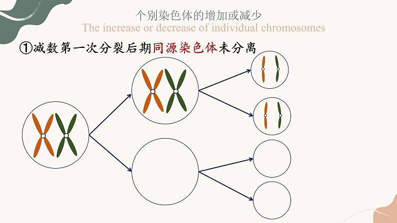 5.2 染色体变异 课件【新教材】2020-2021学年高一生物人教版（2019）必修二第8页