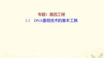 人教版 (新课标)选修3《现代生物科技专题》专题1 基因工程1.1 DNA重组技术的基本工具图片课件ppt