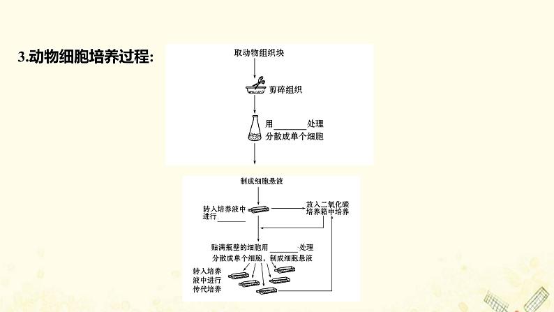 高中生物专题2细胞工程2.1动物细胞培养和核移植技术课件新人教版选修304