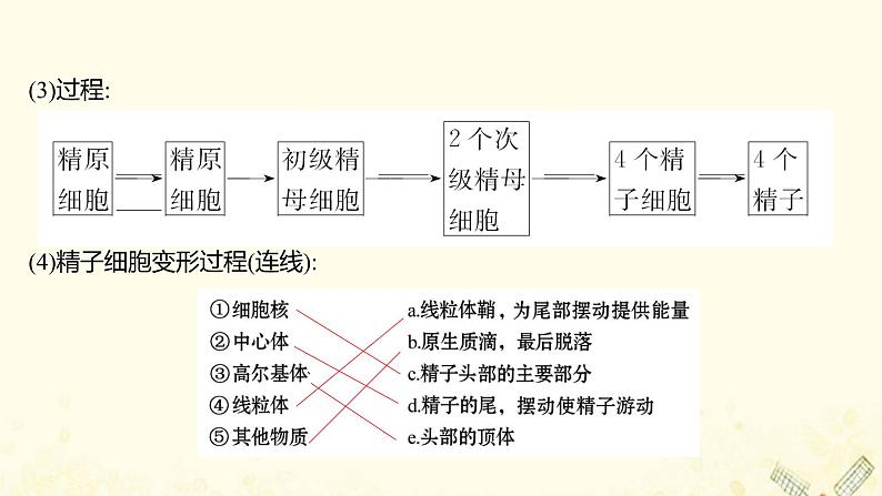 高中生物专题3胚胎工程1体内受精和早期胚胎发育课件新人教版选修304