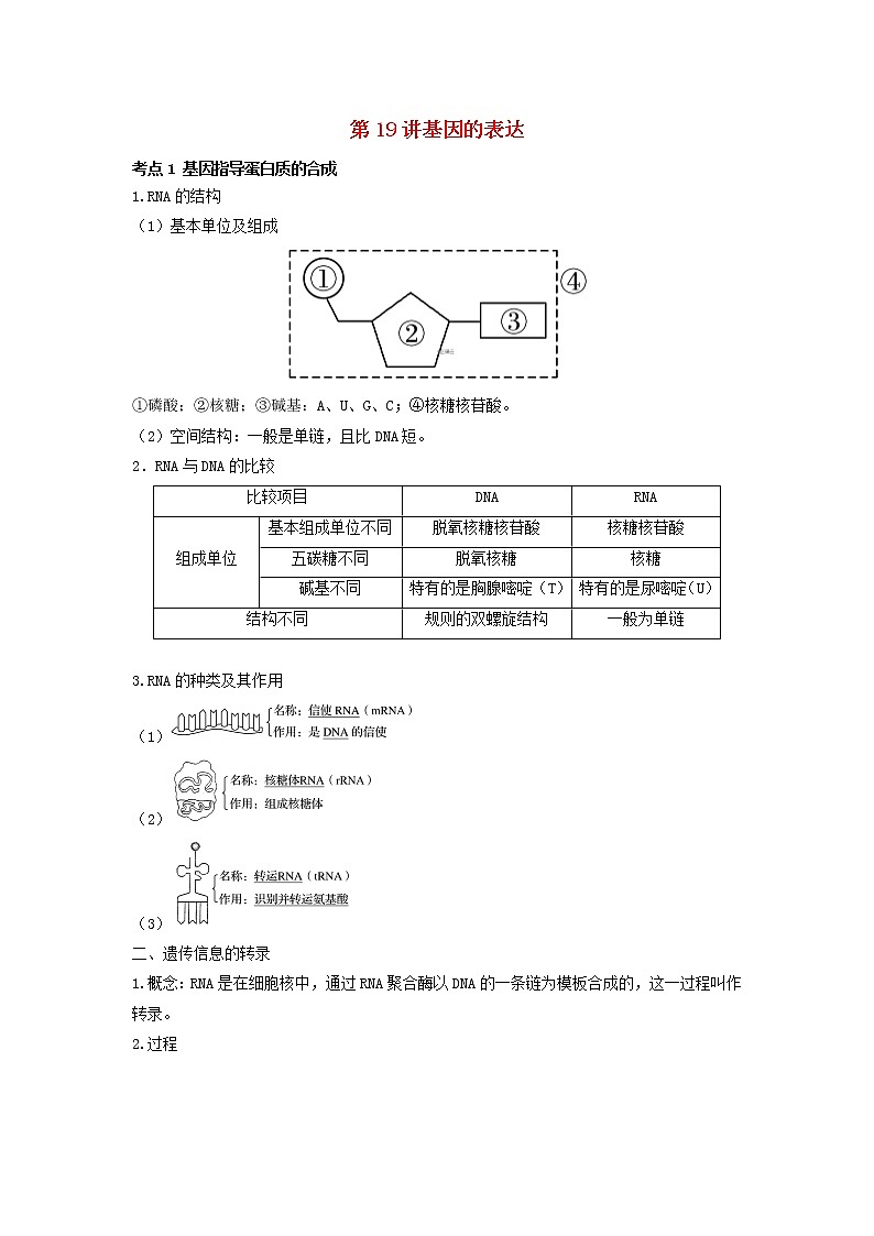 新教材高考生物一轮复习第六单元遗传的物质基础第19讲基因的表达教案第1页
