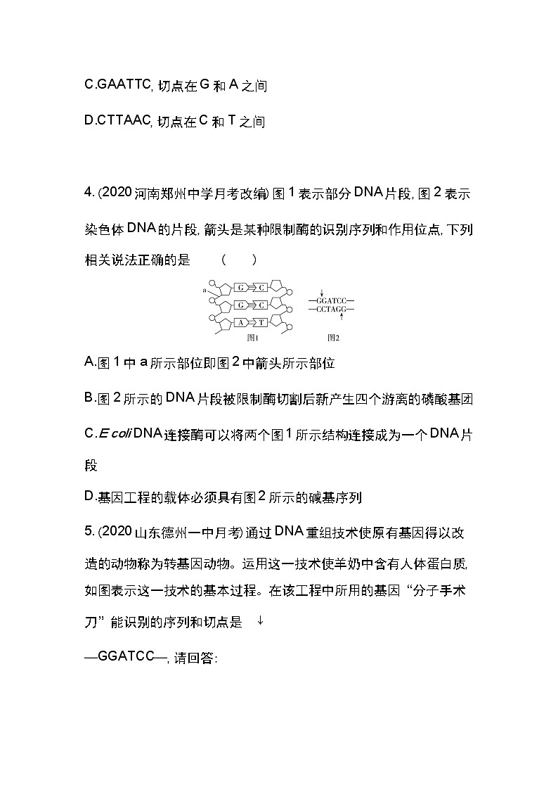 1.1　DNA重组技术的基本工具-2022版生物选修3 人教版（新课标） 同步练习 （Word含解析）03