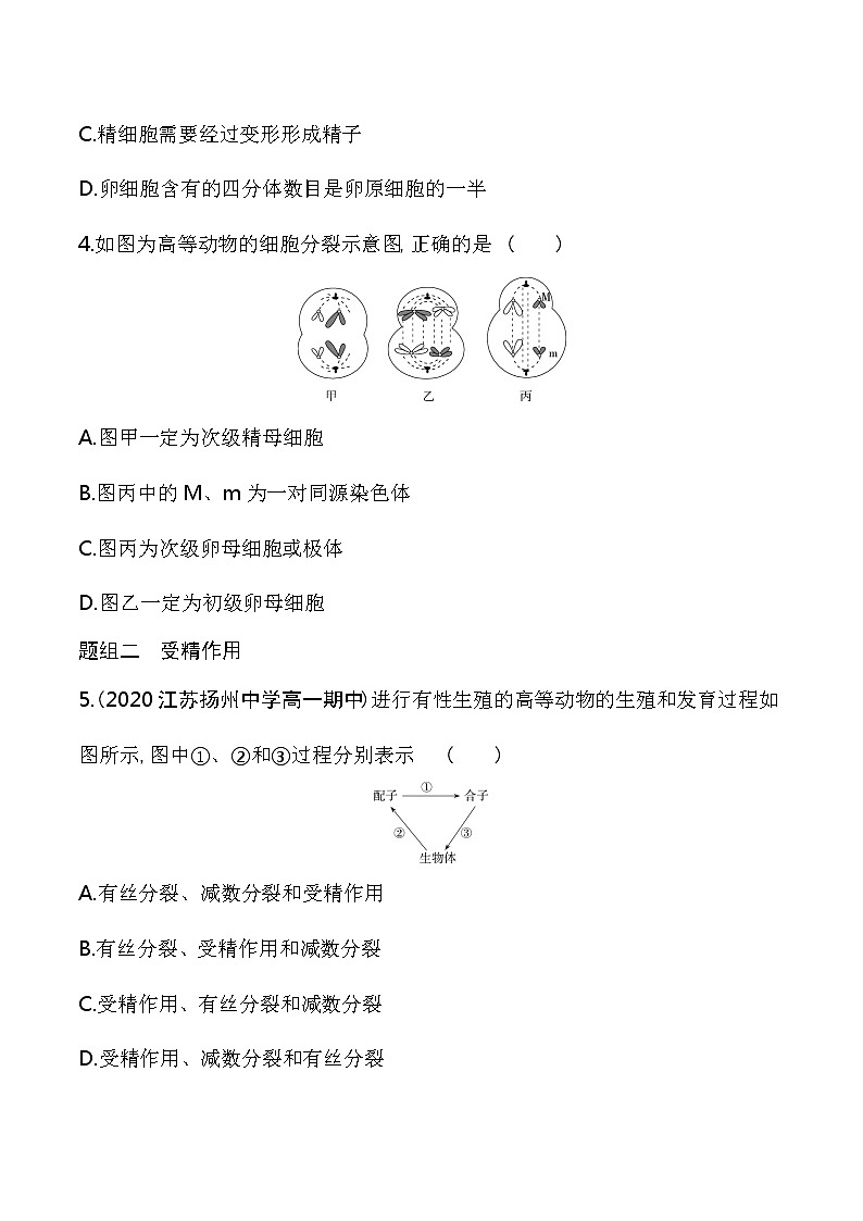 第2课时　哺乳动物生殖细胞的形成、受精作用孕育新的生命-2022版生物必修第二册 苏教版（2019） 同步练习 （Word含解析）第2页