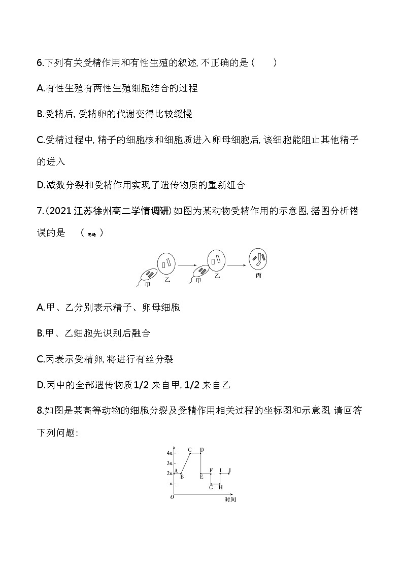 第2课时　哺乳动物生殖细胞的形成、受精作用孕育新的生命-2022版生物必修第二册 苏教版（2019） 同步练习 （Word含解析）第3页