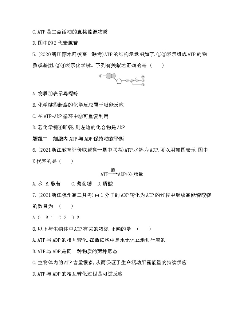 第一节　ATP是细胞内的“能量通货”-2022版生物必修第一册 浙科版（2019） 同步练习 （Word含解析）02