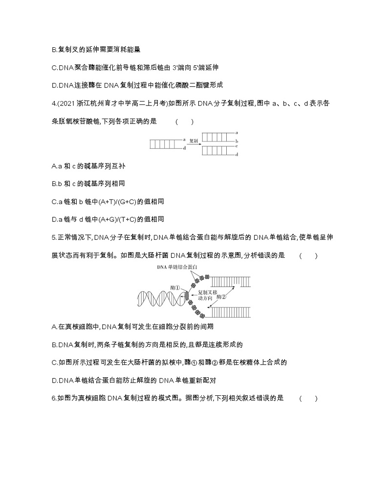 第三节　DNA通过复制传递遗传信息-2022版生物必修第二册 浙科版（2019） 同步练习 （Word含解析）02