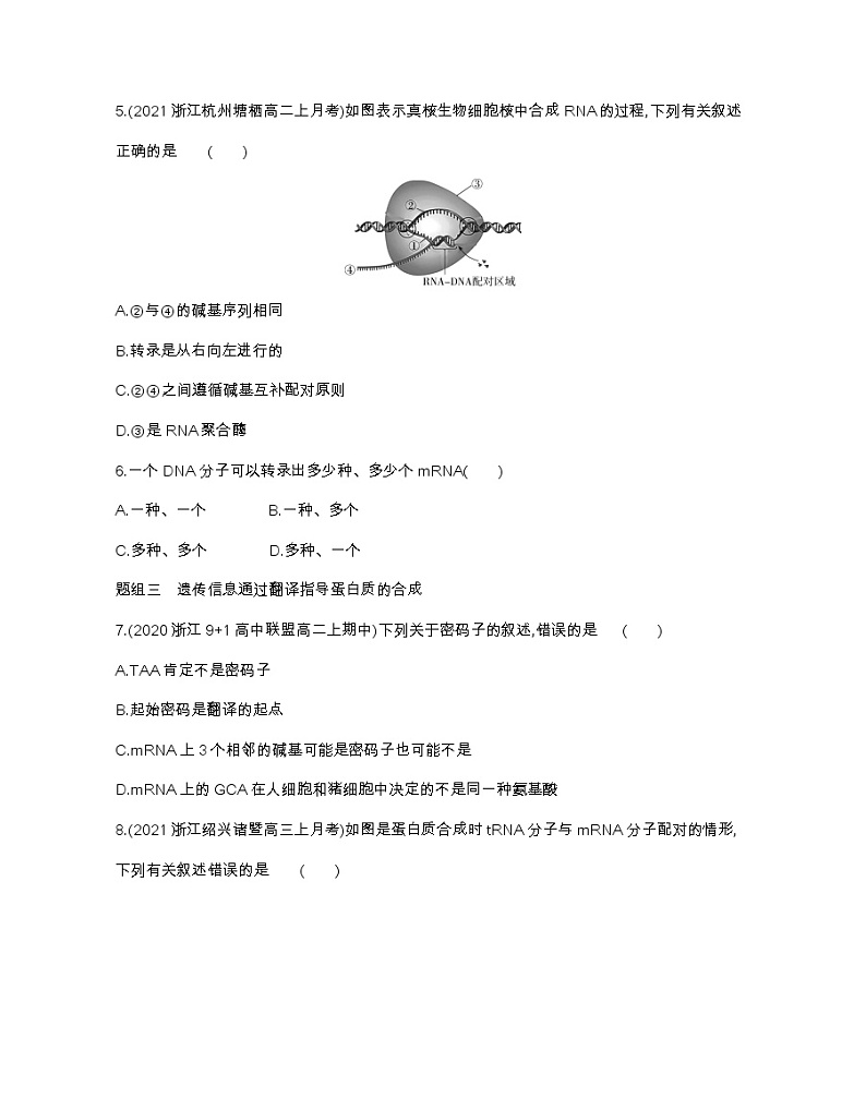 第四节　基因控制蛋白质合成-2022版生物必修第二册 浙科版（2019） 同步练习 （Word含解析）02