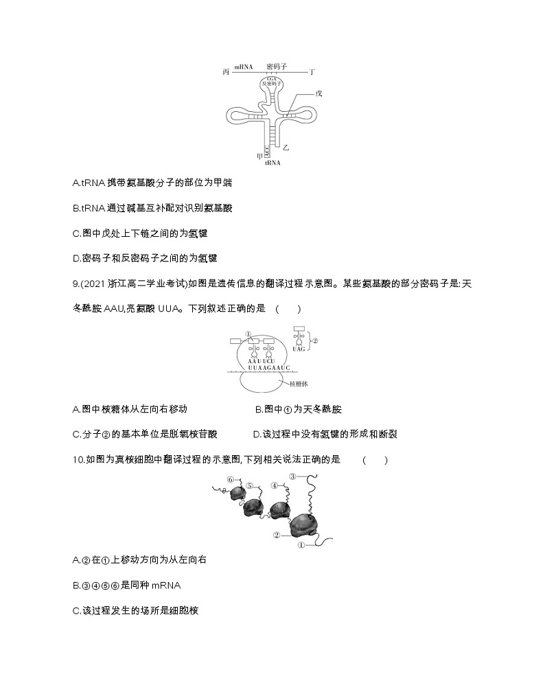 第四节　基因控制蛋白质合成-2022版生物必修第二册 浙科版（2019） 同步练习 （Word含解析）03