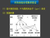 1.2 孟德尔的豌豆杂交实验（二）（第2课时）课件-人教版（2019）高中生物必修2遗传与进化