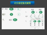 1.1 孟德尔的豌豆杂交实验（一）第2课时 课件-人教版（2019）高中生物必修2遗传与进化