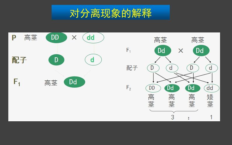 1.1 孟德尔的豌豆杂交实验（一）第2课时 课件-人教版（2019）高中生物必修2遗传与进化04