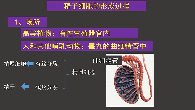 2.1 减数分裂和受精作用（一）（第1课时）课件-人教版（2019）高中生物必修2遗传与进化第5页