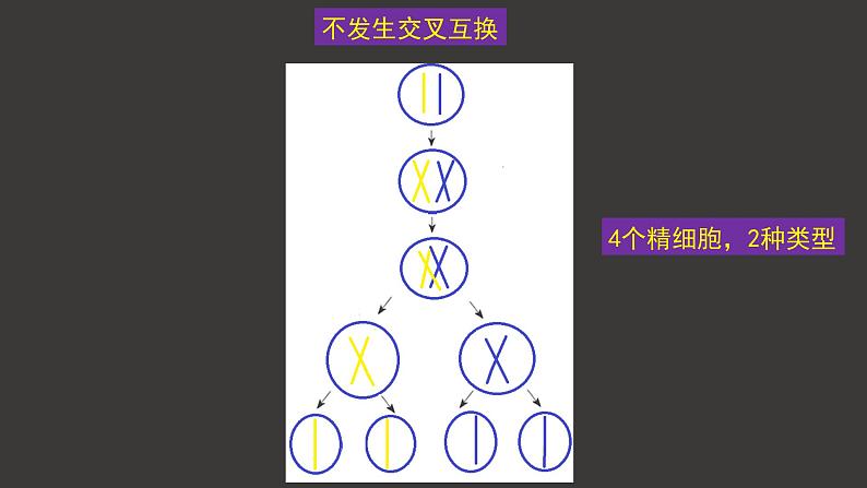 受精作用PPT课件免费下载03