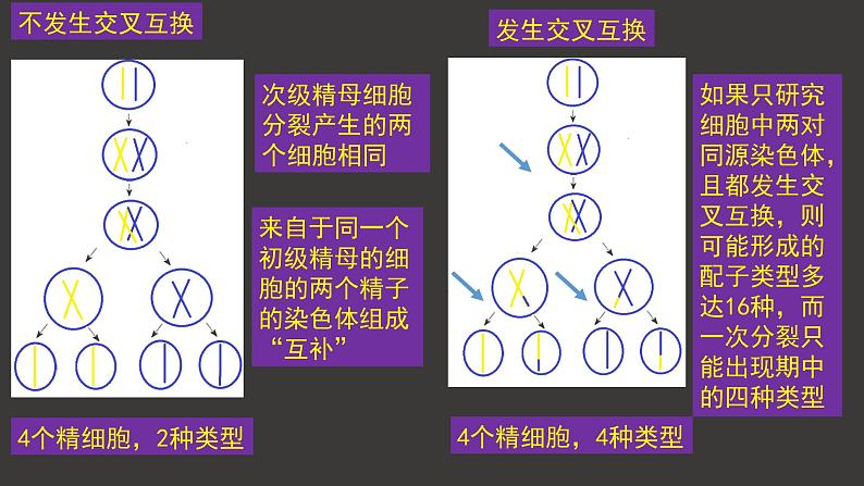 受精作用PPT课件免费下载05