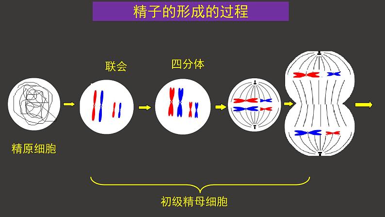 2.1 减数分裂和受精作用（一）（第2课时）课件-人教版（2019）高中生物必修2遗传与进化03