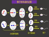 2.1 减数分裂和受精作用（一）（第2课时）课件-人教版（2019）高中生物必修2遗传与进化