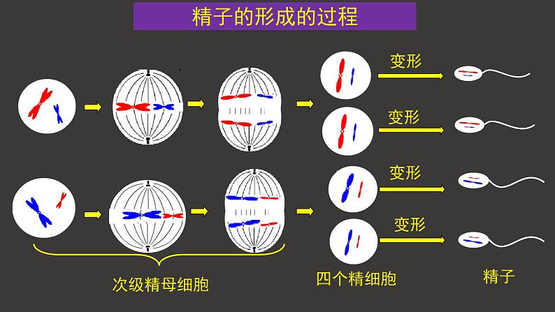 2.1 减数分裂和受精作用（一）（第2课时）课件-人教版（2019）高中生物必修2遗传与进化04