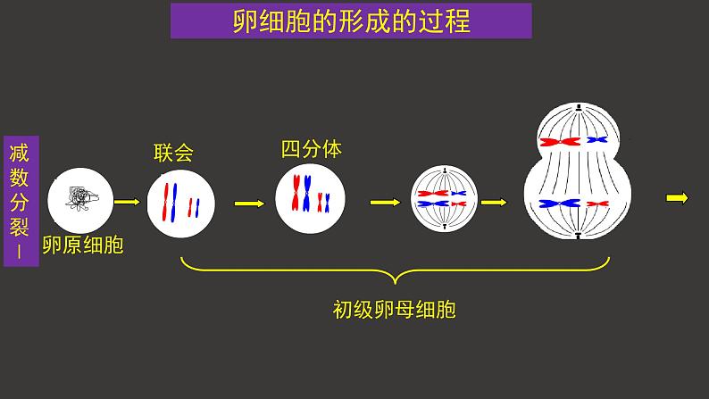 2.1 减数分裂和受精作用（一）（第2课时）课件-人教版（2019）高中生物必修2遗传与进化06