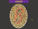 2.3 伴性遺傳（第1課時(shí)）課件-人教版（2019）高中生物必修2遺傳與進(jìn)化