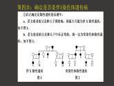 2.3 伴性遺傳（第2課時(shí)）課件-人教版（2019）高中生物必修2遺傳與進(jìn)化