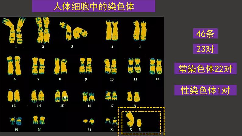 2.2 基因在染色体上 课件-人教版（2019）高中生物必修2遗传与进化第2页