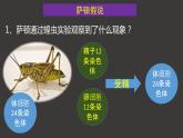 2.2 基因在染色体上 课件-人教版（2019）高中生物必修2遗传与进化